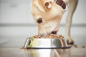 Insuffisance pancréatique chez le chien
