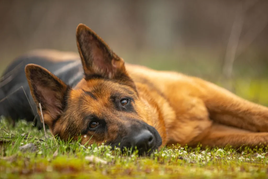 insuffisance pancréatique exocrine chien
