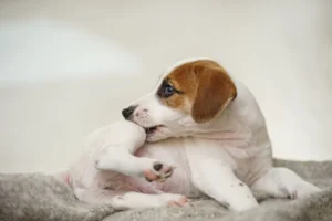 Plaie de léchage chez le chien