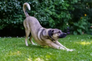 Position d&rsquo;un chien qui a mal au ventre : comment la reconnaître ?