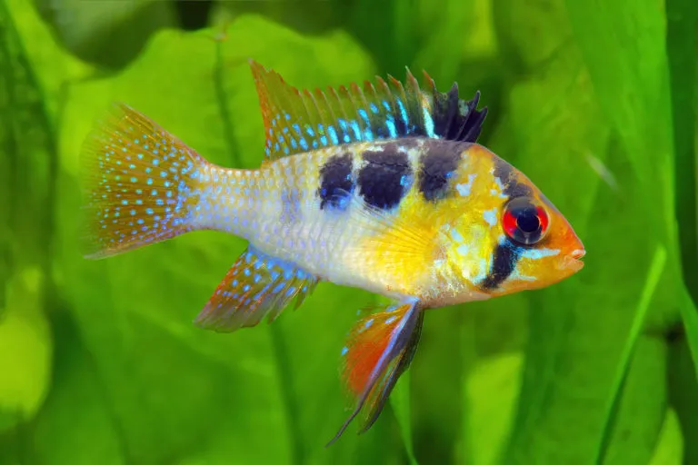 ramirezi