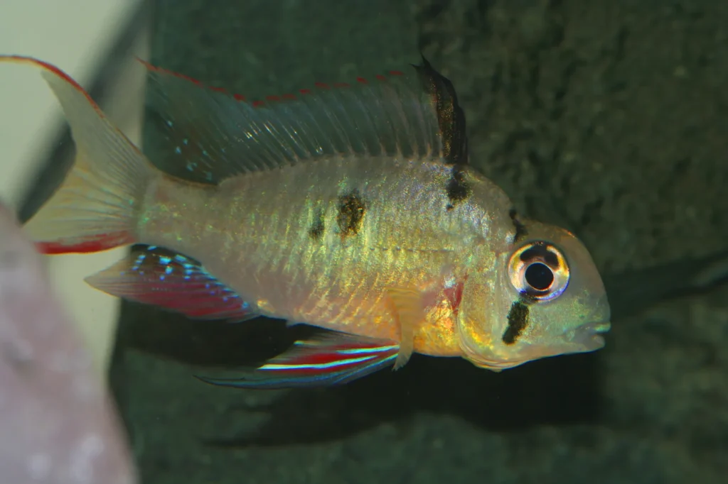 Cichlidé nain de Ramirez