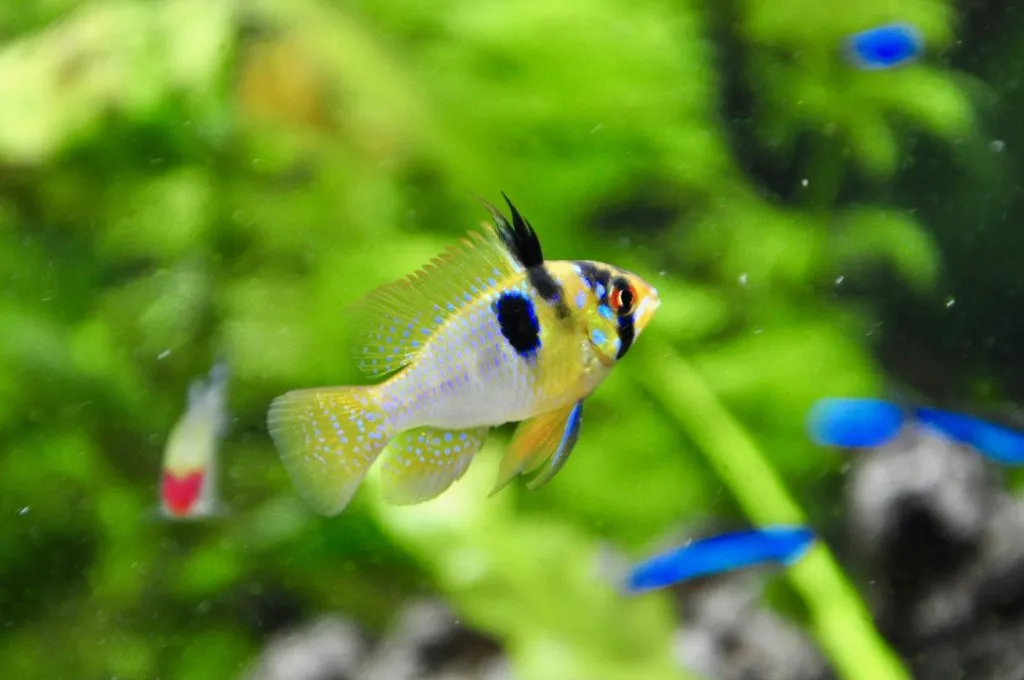 poisson ramirezi
