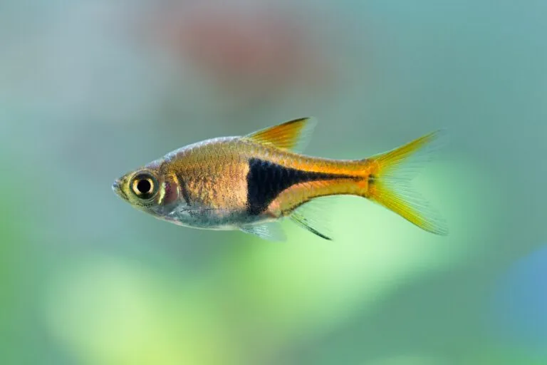 rasbora arlequin