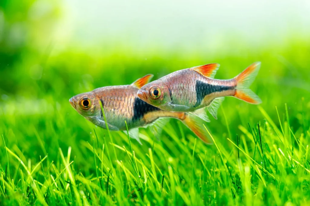 rasbora arlequin reproduction