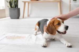 Sang dans l&rsquo;urine de mon chien : que faire ?