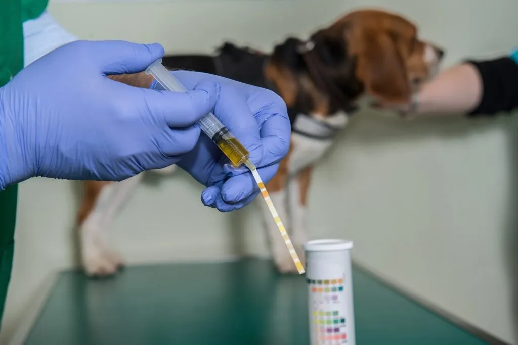 urine dans le sang chien