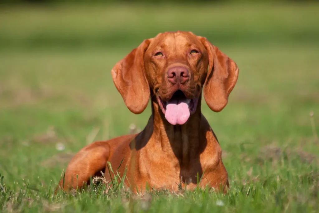magyar vizsla