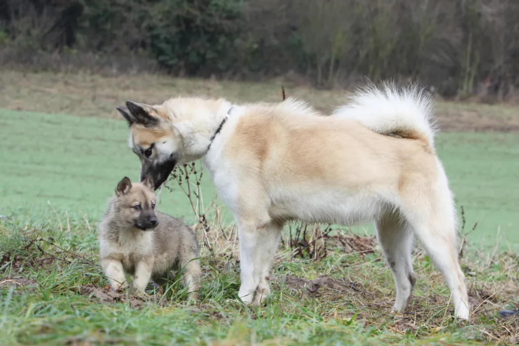 chien du groenland chiot