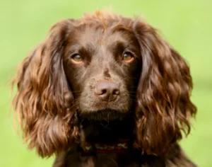 Field Spaniel