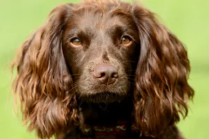 Field Spaniel