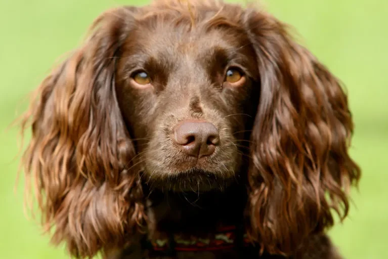 field spaniel
