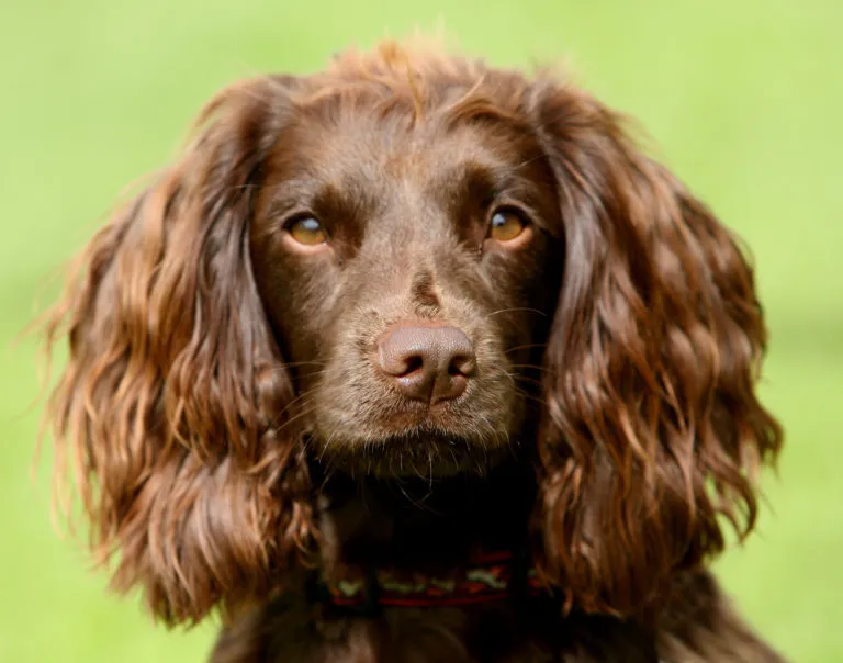 field spaniel