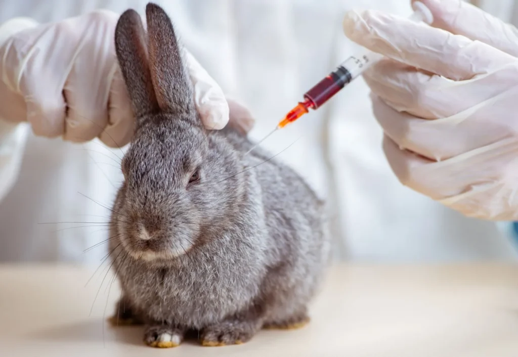 maladie hémorragique lapin symptômes