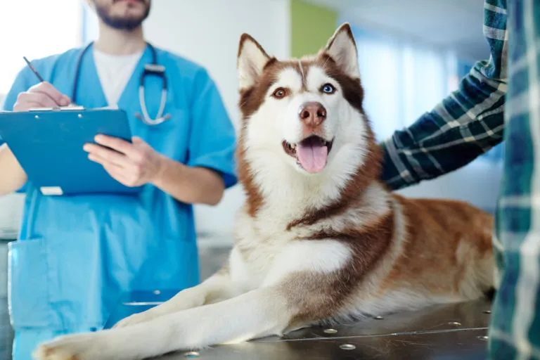 maladie neurologique chien