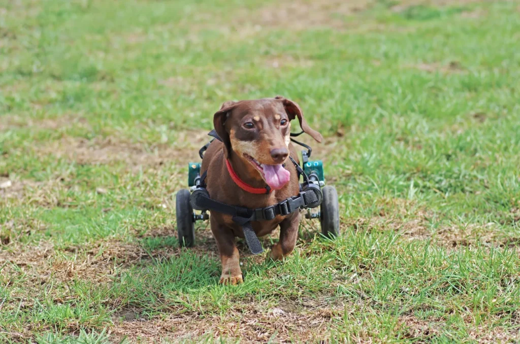 maladie neurologique du chien