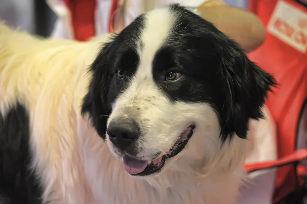 chien mâtin des pyrénées