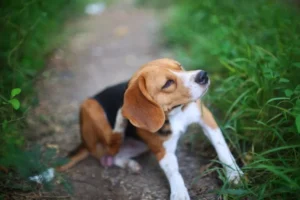 Mouche du cerf chez le chien