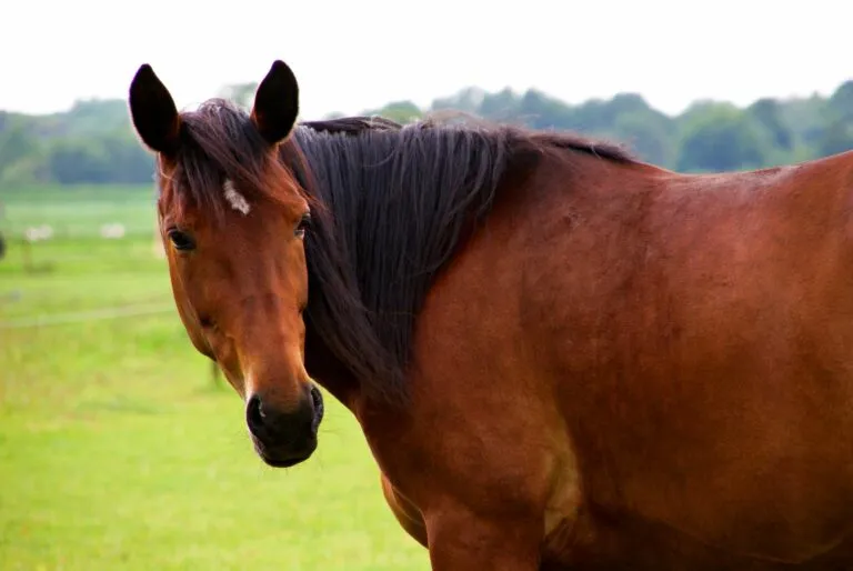 oldenbourg cheval