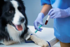 Analyses de sang chez le chien 