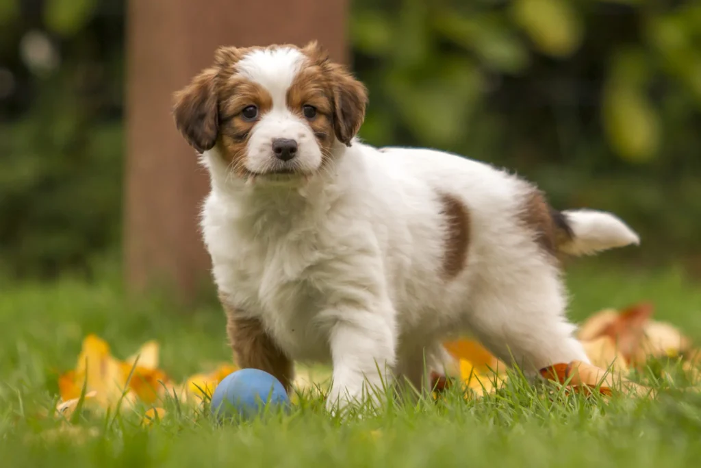 chiot Kooikerhondje marron et blanc trop mignon