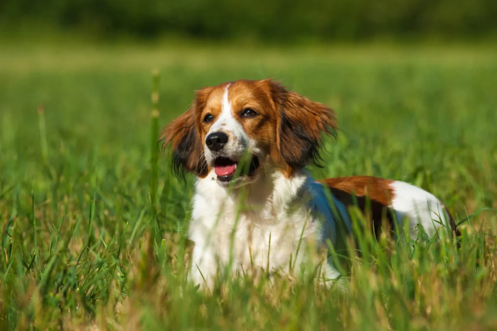 Kooikerhondje marron et blanc allongé dans l'herbe