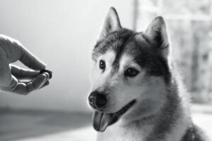 Comment les compléments alimentaires soutiennent votre chien à toutes les étapes de sa vie