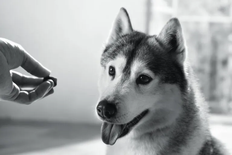 Portrait en noir et blanc d’un husky Photo conceptuelle artistique en noir et blanc d’un husky