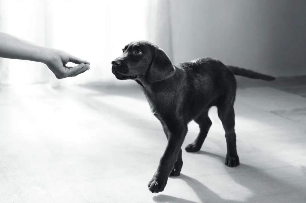 Nourriture pour chiots Nourriture pour chiots
