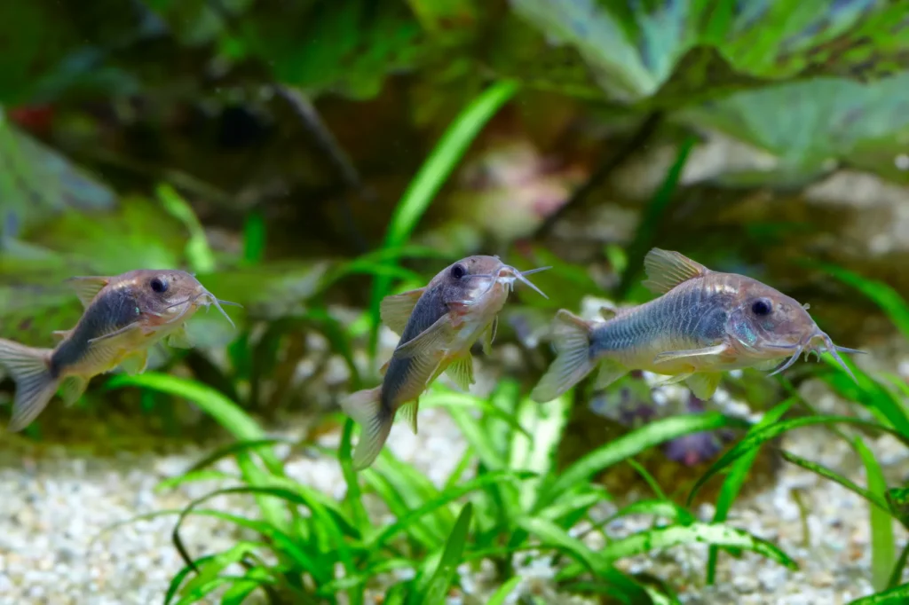 Trois corydoras dans l'aquarium
