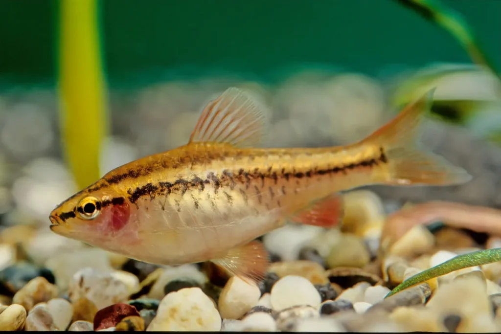 barbus cerise dans aquarium avec substrat cailloux