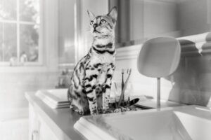 Pourquoi mon chat est-il si difficile ? Causes et conseils d’alimentation