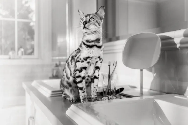 Un chaton qui goûte différentes nourritures sûres et de haute qualité pour élargir son expérience gustative.