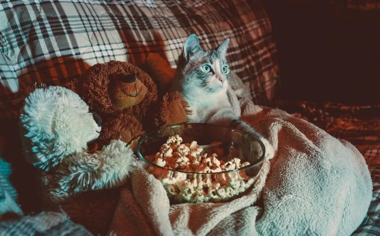 chat qui regarde la télé sur le canapé à cote d'un bol de pop corn