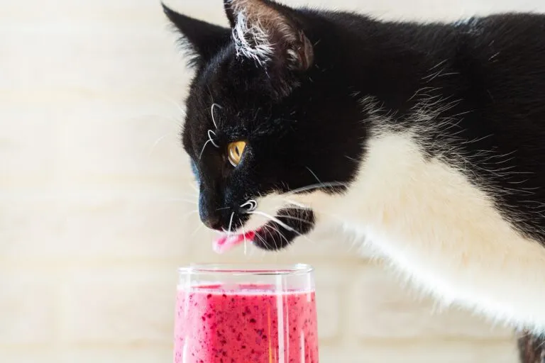 chat smoothie un chat noir et blanc déguste un bon smoothie