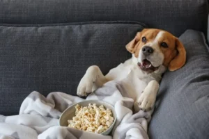 Top 10 des meilleurs films avec des chiens