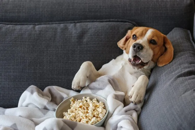 chien couché sur un canapé avec po corn