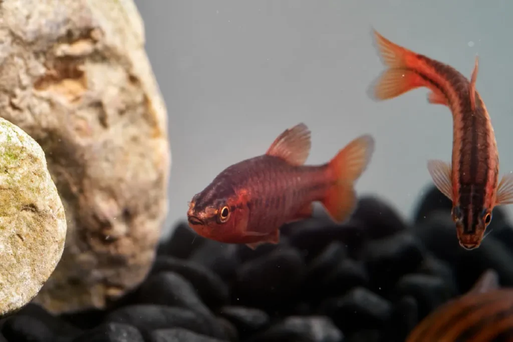 deux jolis barbus cerise à côté d'un rocher
