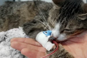 Tout savoir sur le don du sang chez les chats : conditions et déroulement 