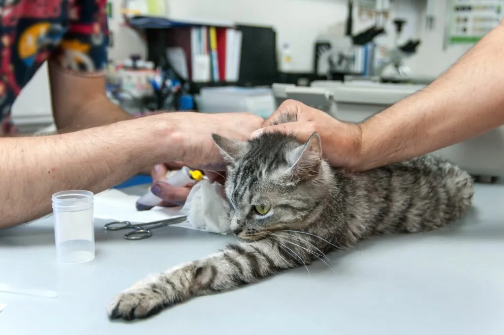 don sang chat un vétérinaire prélève du sang chez un chat
