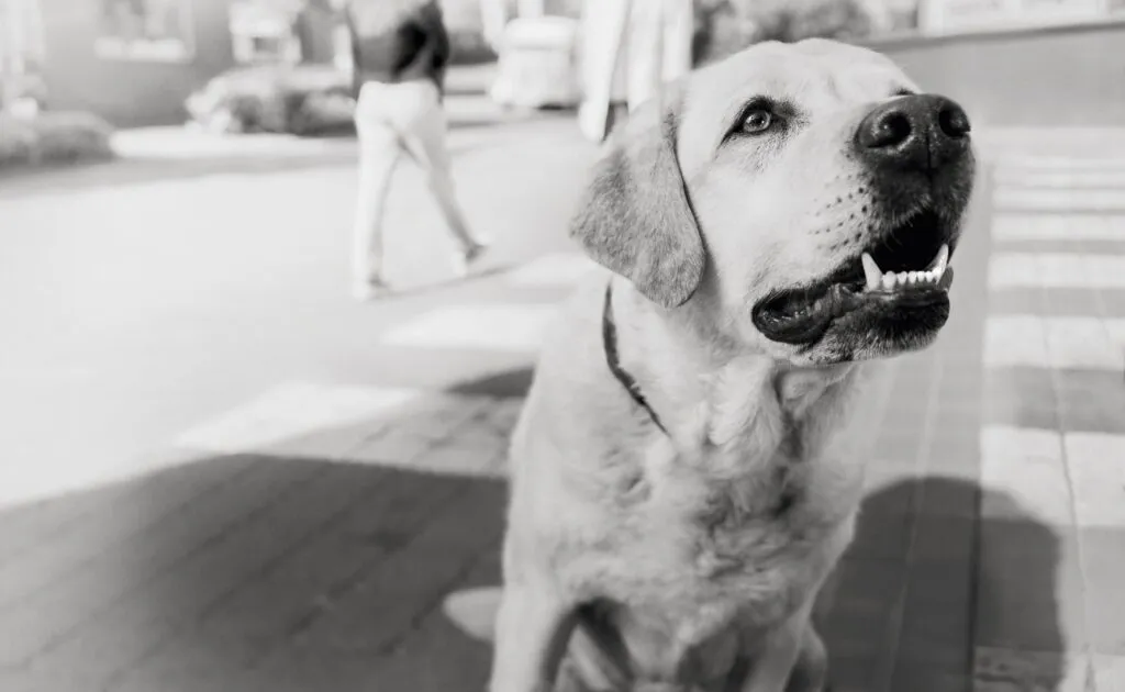 Tendance mondiale croissante des compléments pour animaux de compagnie Chien attendant que son propriétaire lui donne une friandise