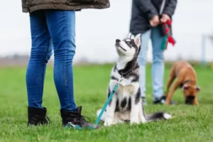 Comment utiliser une longe pour chien ?