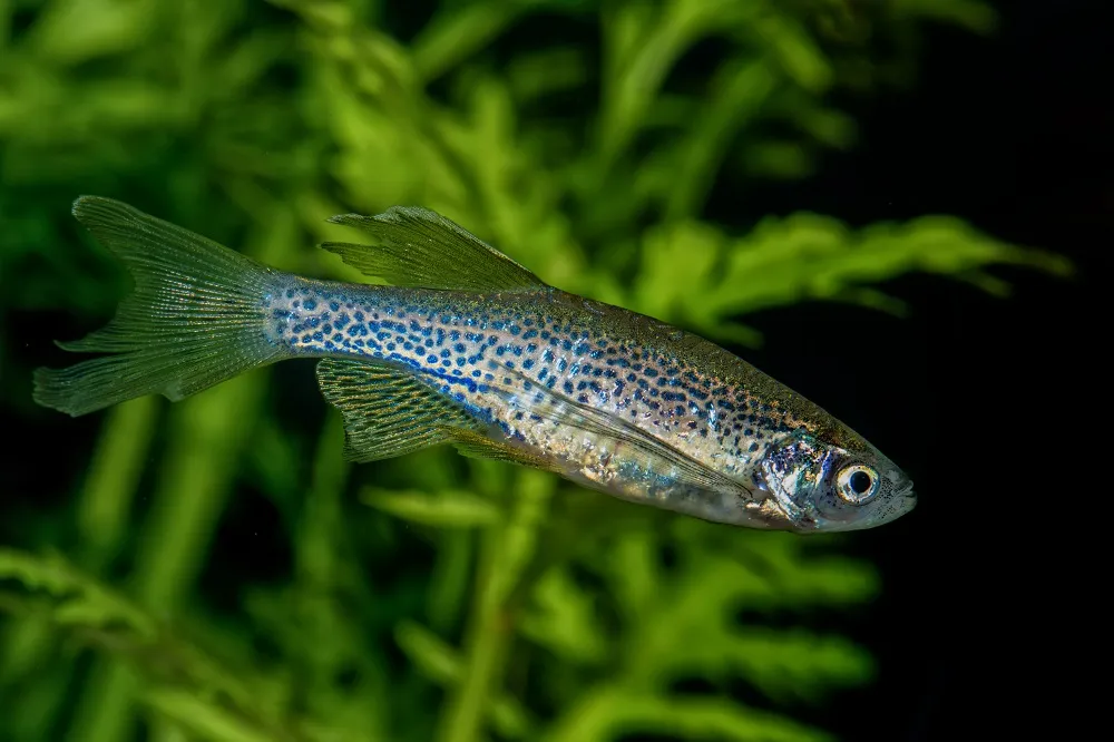 Poisson zèbre (danio rerio) dans aquarium