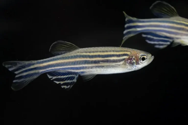 poisson zèbre (danio rerio) pp Poisson zèbre 'danio rerio)