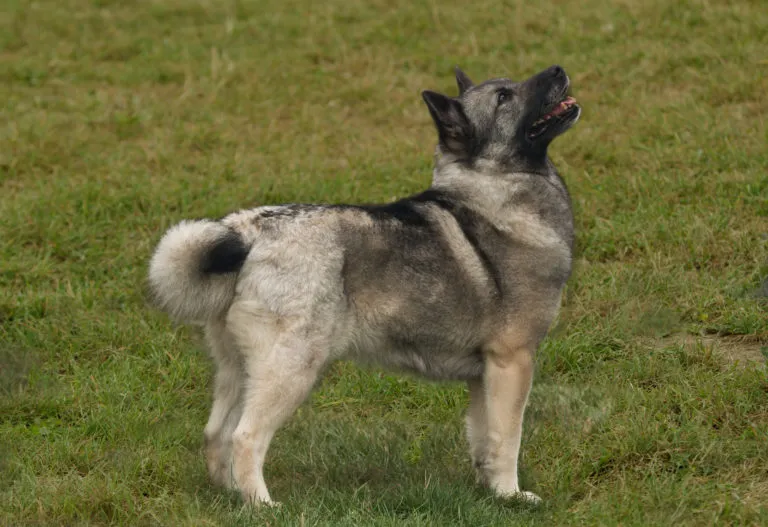 Buhund norvégien debout dans l'herbe