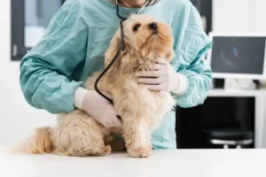 Maladies cardiaques chez le chien 