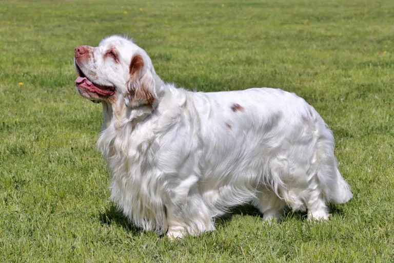 Clumber Spaniel blanc