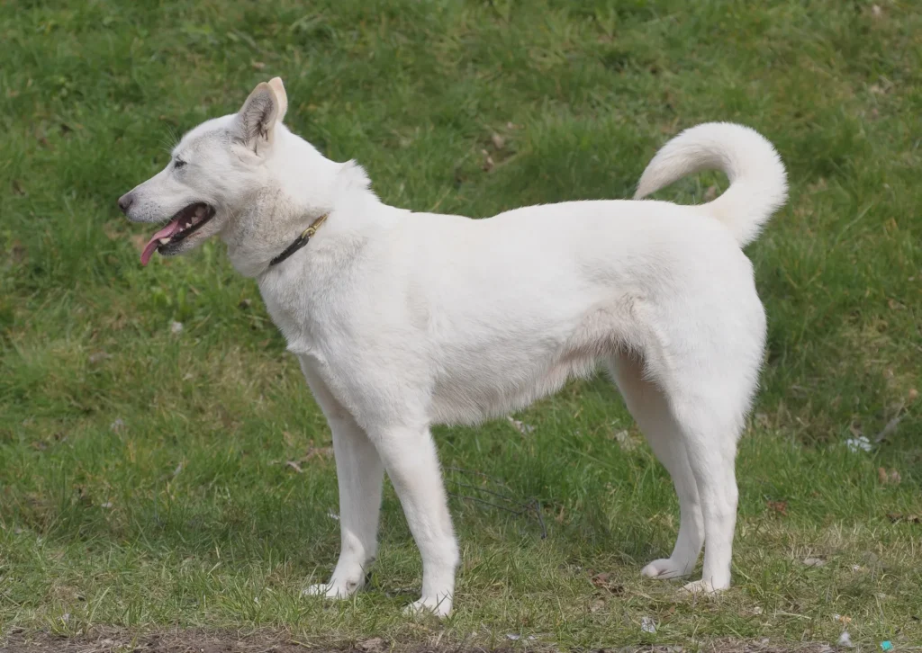 Jindo coréen blanc