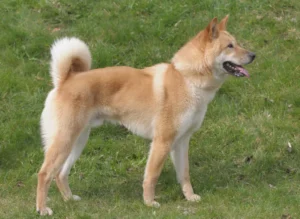 Jindo coréen