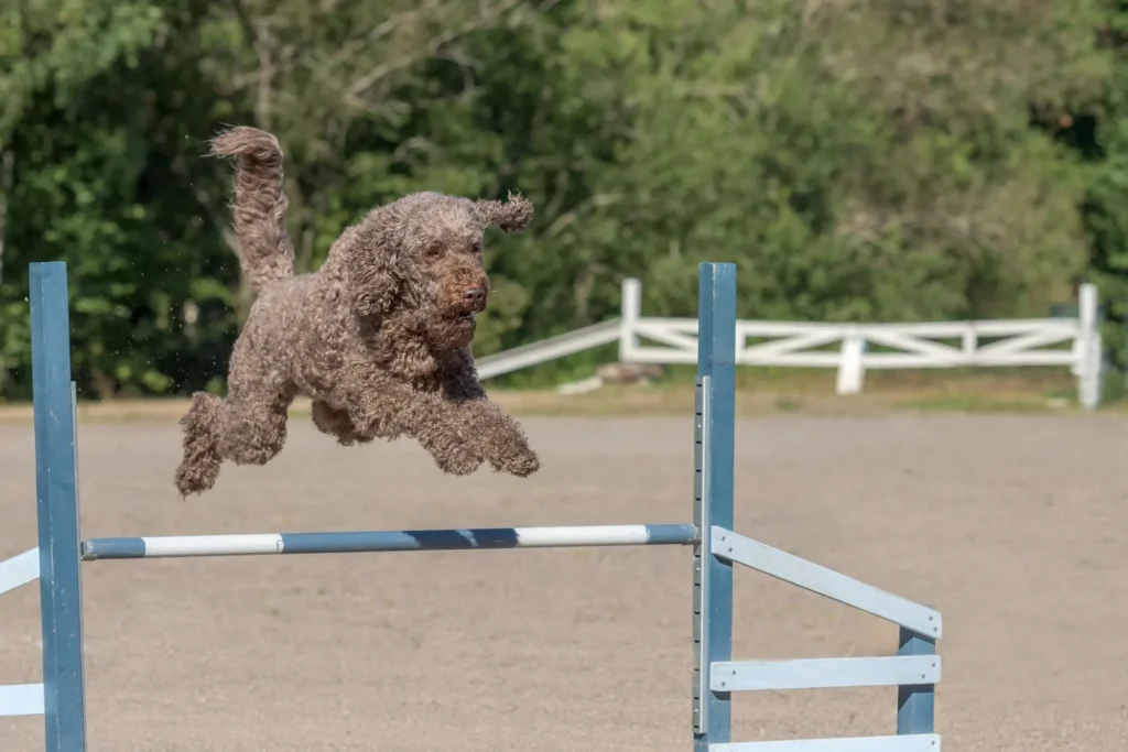 Un Barbet sautant un obstacle lors d'une séance d'agility